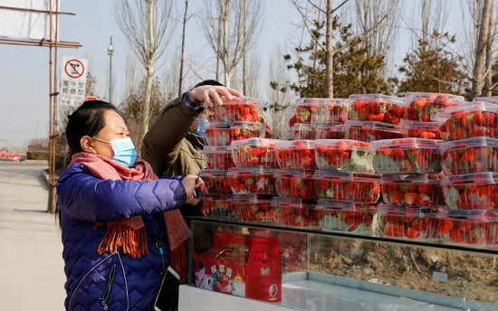 晋源区五府营村民 “爱心”草莓献给一线医护人员