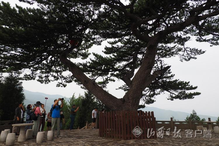 中阳柏洼山吸引游客