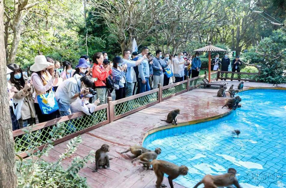 海南网媒行|网媒记者编辑南湾猴岛细品自然与人文景观魅力