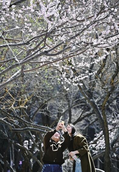 各色花卉盛开 市民用镜头记录太原春天的美好